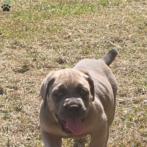 Luisa, Cane Corso Puppy
