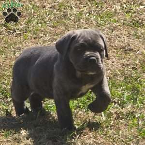 Big Z, Cane Corso Puppy