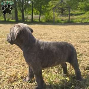Daisy, Cane Corso Puppy