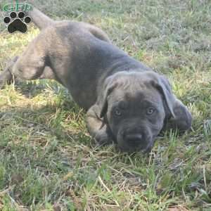 Ariel, Cane Corso Puppy
