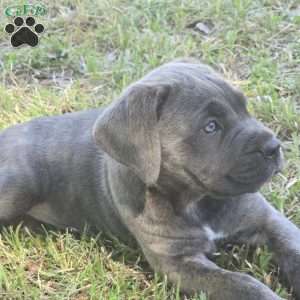 Ariel, Cane Corso Puppy