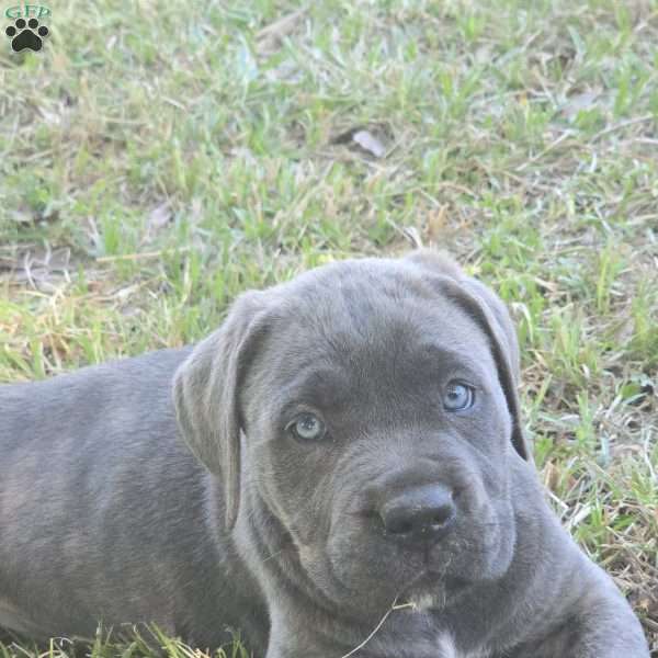 Ariel, Cane Corso Puppy