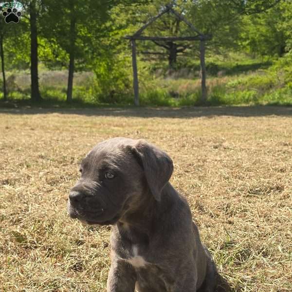 Daisy, Cane Corso Puppy