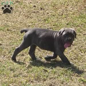 Anna, Cane Corso Puppy