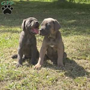 Luisa, Cane Corso Puppy