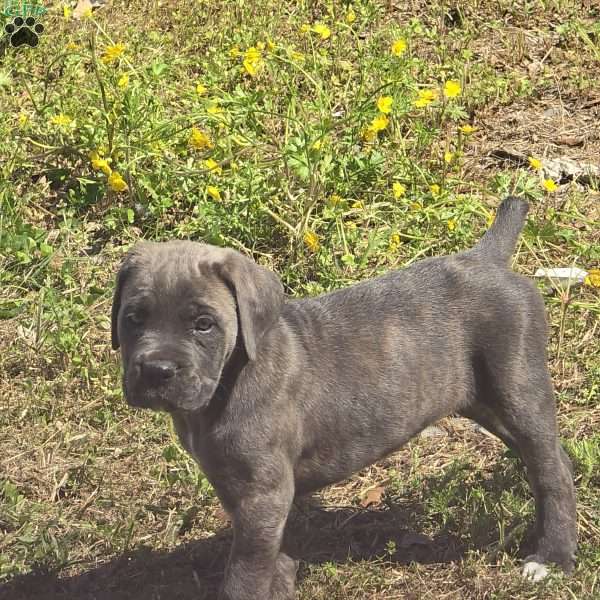 Lilly, Cane Corso Puppy