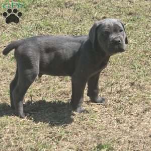 Zues, Cane Corso Puppy