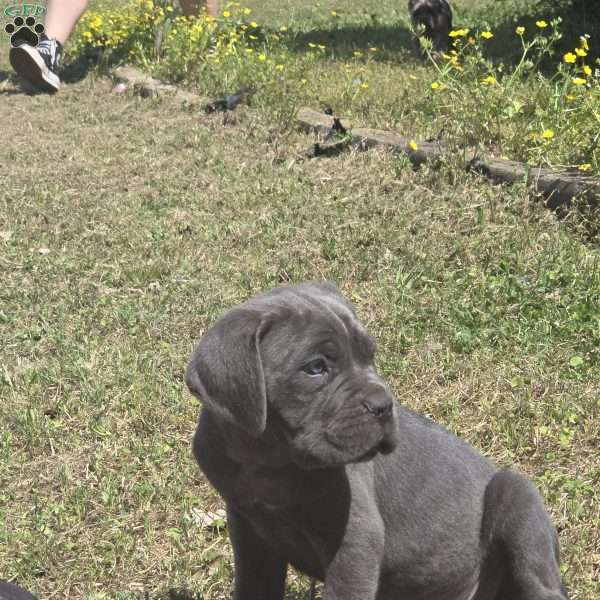 Zues, Cane Corso Puppy