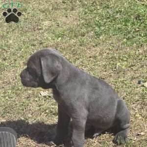 Zues, Cane Corso Puppy