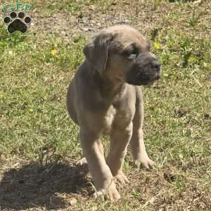 Bella, Cane Corso Puppy