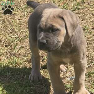 Bella, Cane Corso Puppy