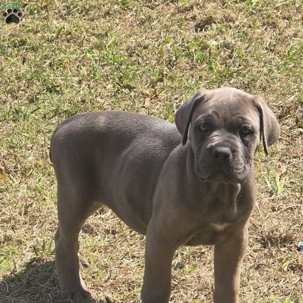 Bella, Cane Corso Puppy