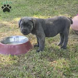 Anna, Cane Corso Puppy