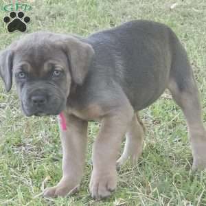 Reya, Cane Corso Puppy