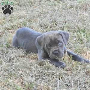 Moana, Cane Corso Puppy