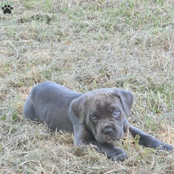 Moana, Cane Corso Puppy