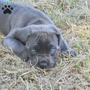 Moana, Cane Corso Puppy