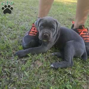 Jasmine, Cane Corso Puppy