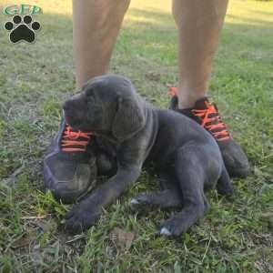 Jasmine, Cane Corso Puppy