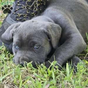 Jasmine, Cane Corso Puppy