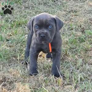 Tiana, Cane Corso Puppy
