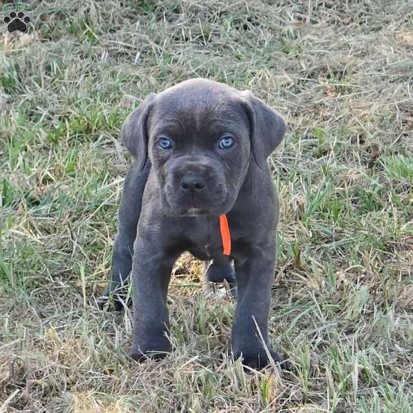 Tiana, Cane Corso Puppy