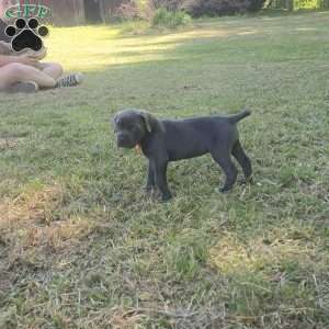 Tiana, Cane Corso Puppy