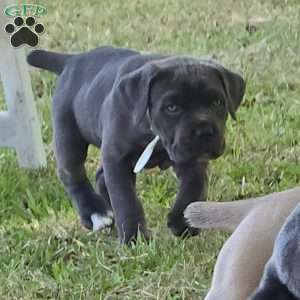 Moana, Cane Corso Puppy