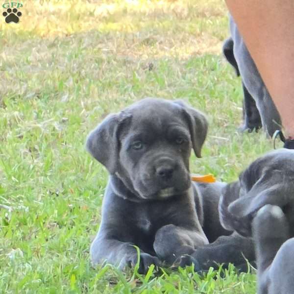 Jasmine, Cane Corso Puppy