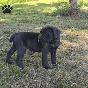 Aurora, Cane Corso Puppy