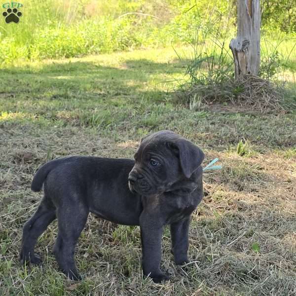 Aurora, Cane Corso Puppy