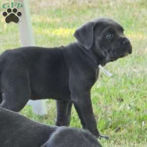Moana, Cane Corso Puppy