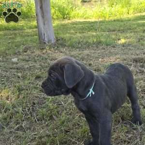 Aurora, Cane Corso Puppy