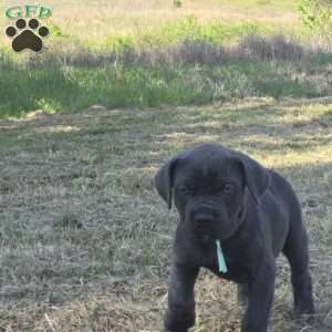 Aurora, Cane Corso Puppy