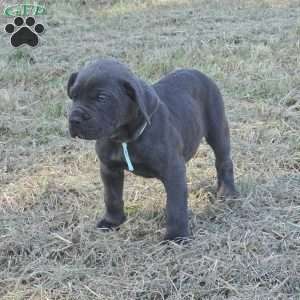 Aurora, Cane Corso Puppy