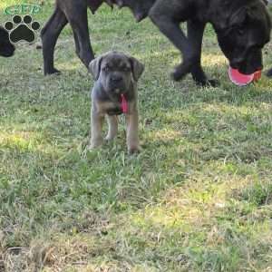 Reya, Cane Corso Puppy