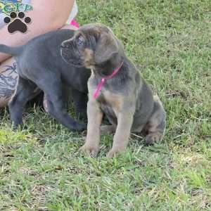 Reya, Cane Corso Puppy