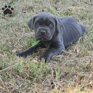Sven, Cane Corso Puppy
