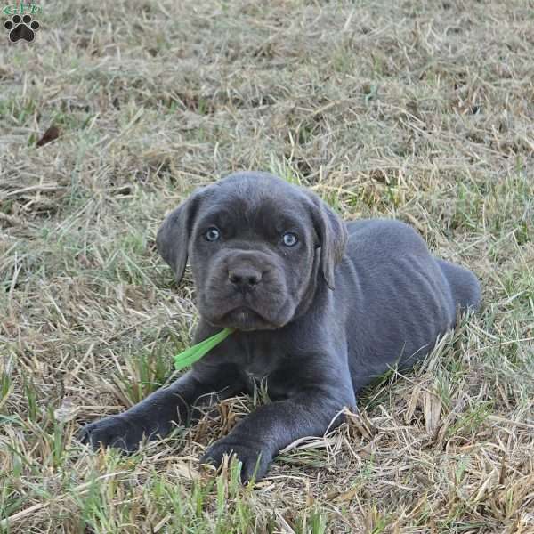 Sven, Cane Corso Puppy