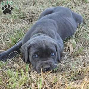 Sven, Cane Corso Puppy