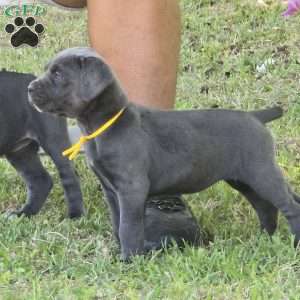 Bell, Cane Corso Puppy