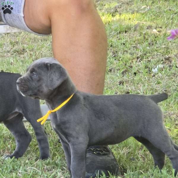 Bell, Cane Corso Puppy