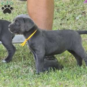Bell, Cane Corso Puppy