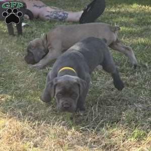 Bell, Cane Corso Puppy