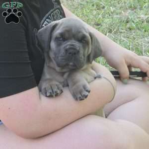 Kiara, Cane Corso Puppy