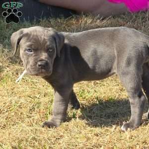 Moana, Cane Corso Puppy
