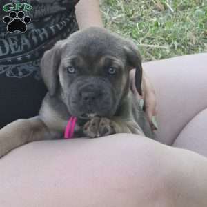 Reya, Cane Corso Puppy