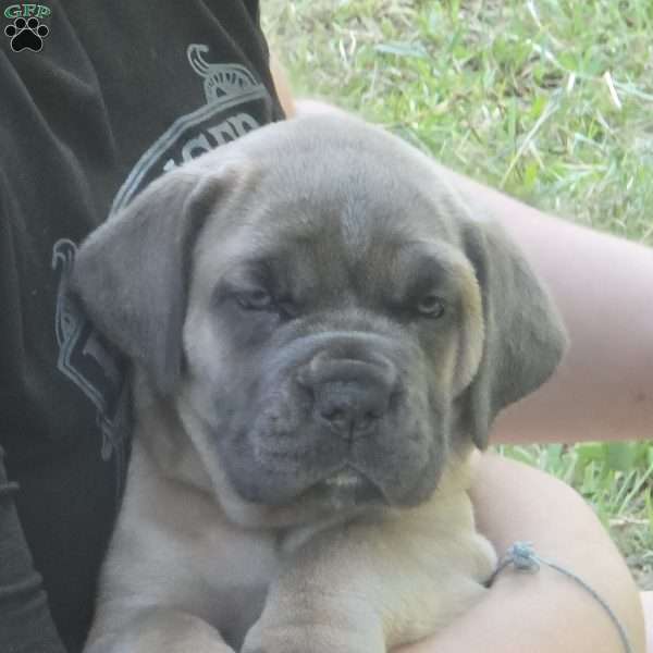 Kiara, Cane Corso Puppy