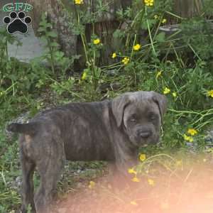 Lilly, Cane Corso Puppy