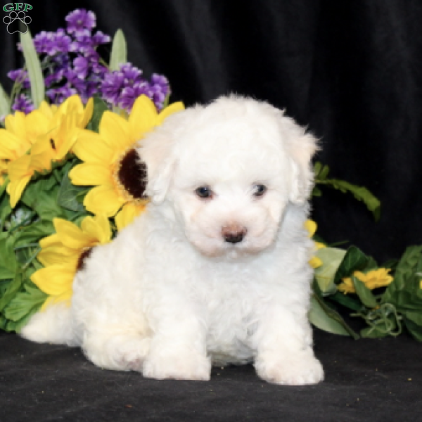 Bj’s Ernie, Bichon Frise Puppy